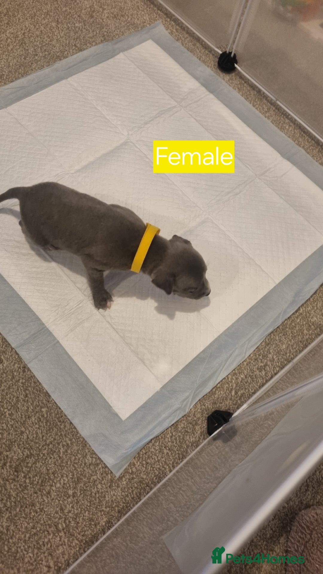 Mixed Breed dogs for sale: Staffy x Whippet puppies - Image 5