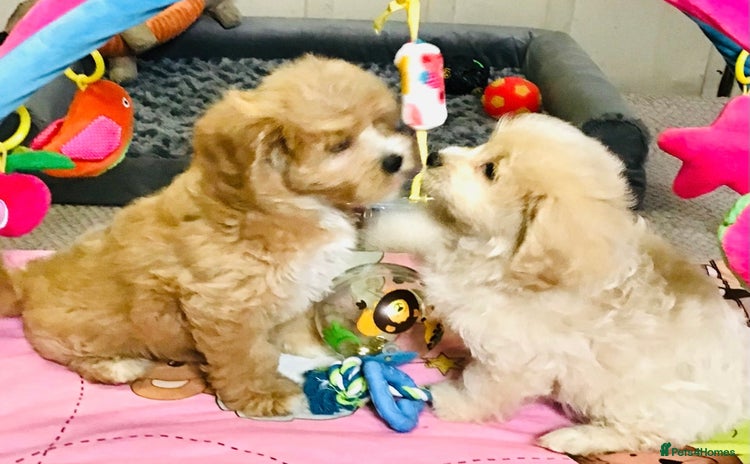 Cavapoo dogs - Advert 1