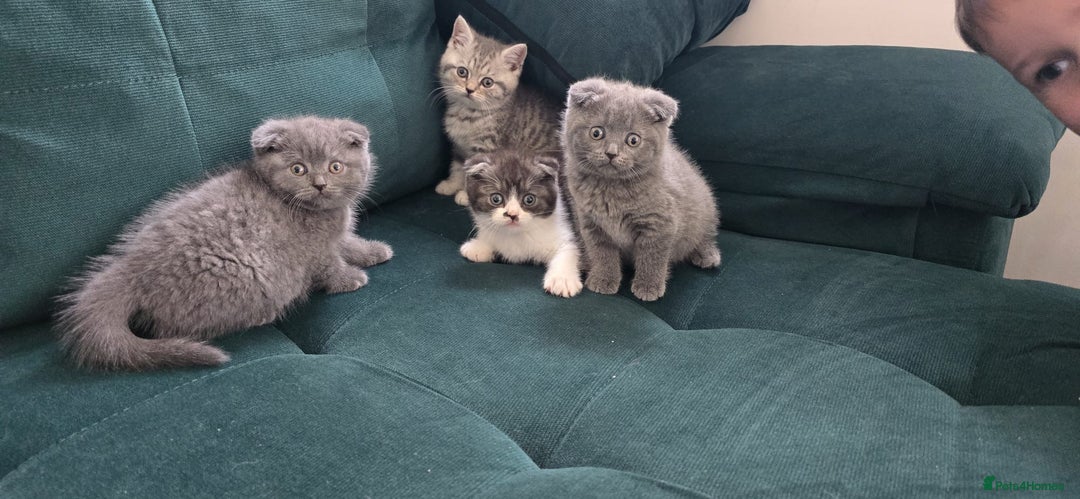 Scottish Fold cats for sale: For sale Scottish fold kitties  - Image 16