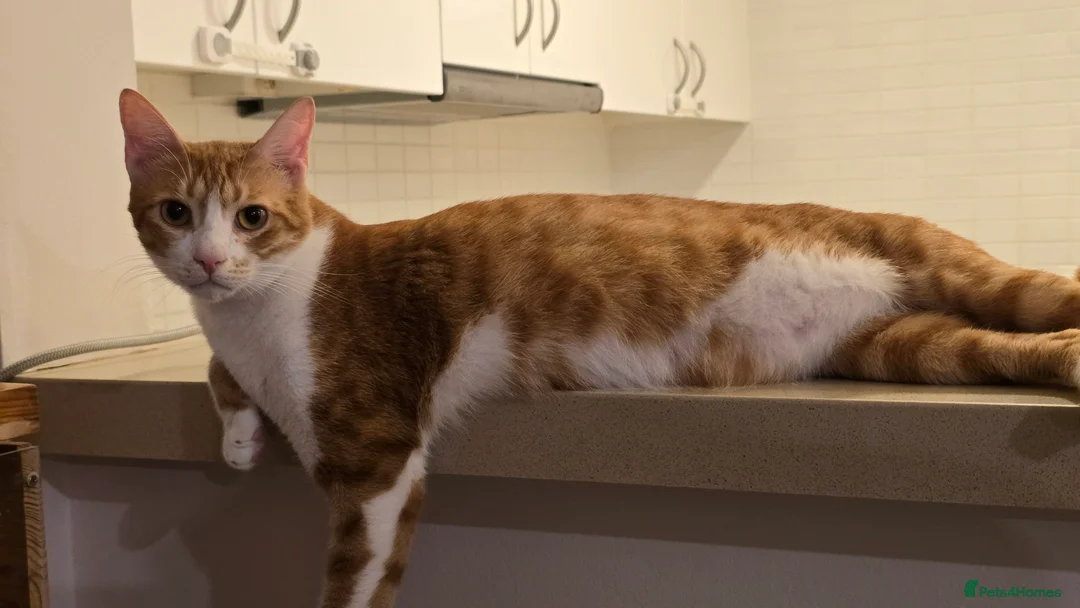 Mixed Breed cats for adoption: [Indoors Only] Light - Lovely & Playful Boy - Advert 9