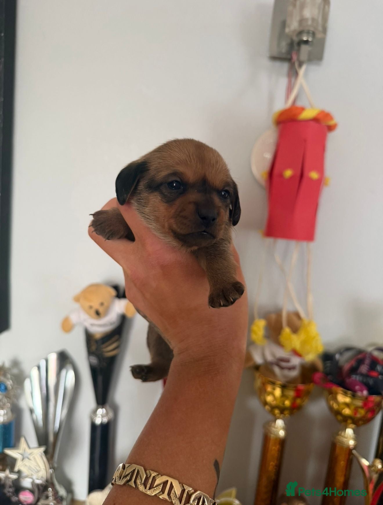 Mixed Breed dogs Adorable Pomerania x miniature Dachshund Puppies  - Advert 1