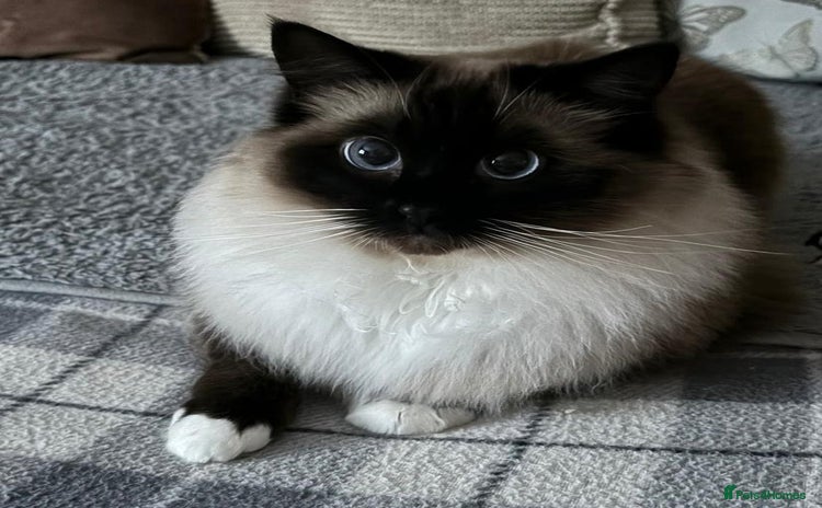 Ragdoll cats Gorgeous GCCF registered young female - Advert 13