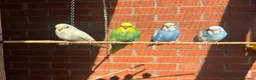 Budgerigars birds for sale: Baby budgies for sale Wigan  in Wigan - Advert 2