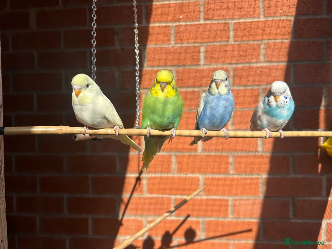 Budgerigars birds for sale: Baby budgies for sale Wigan  in Wigan - Advert 2