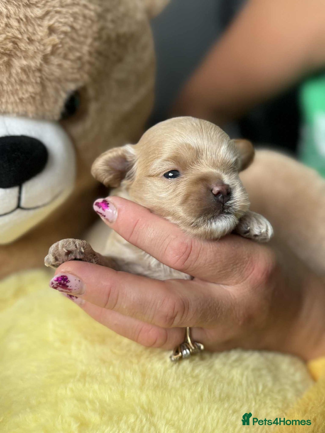 Maltipoo dogs for sale: Tiny F1 Asian Maltipoo puppies. Reserve now! - Image 2