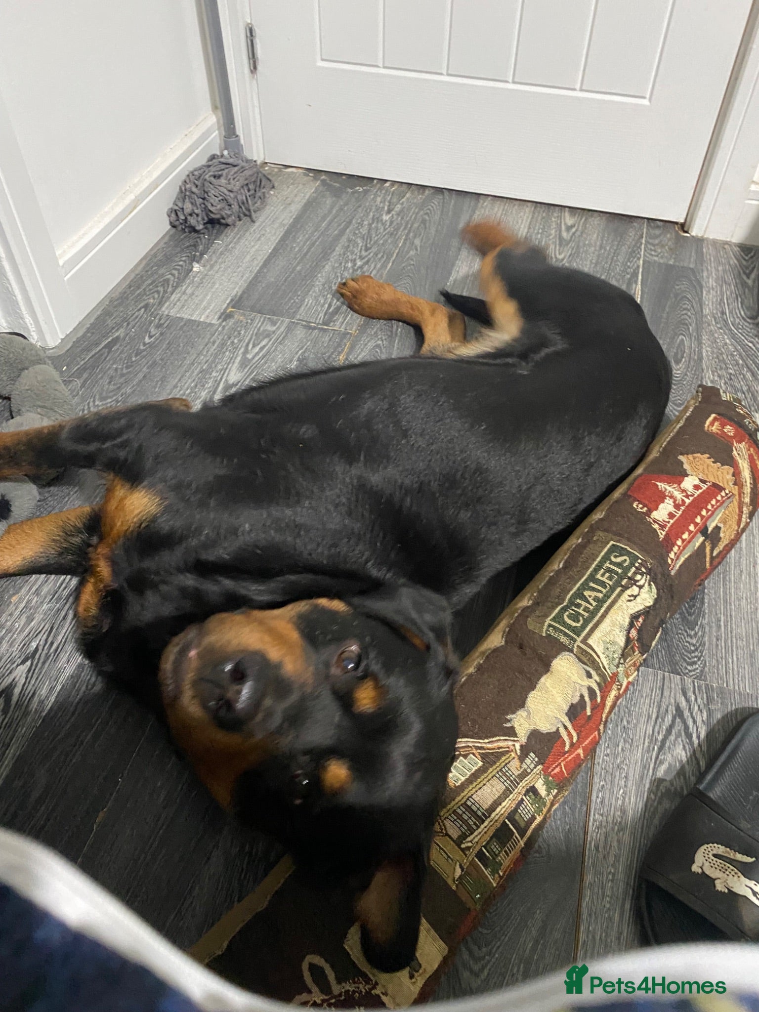 Rottweiler dogs Rottweiler puppies still available  - Advert 7