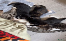 Domestic Shorthair cats for sale: Healthy 12-Week-Old Kittens — (Wormed, Ready Now!) - Image 1