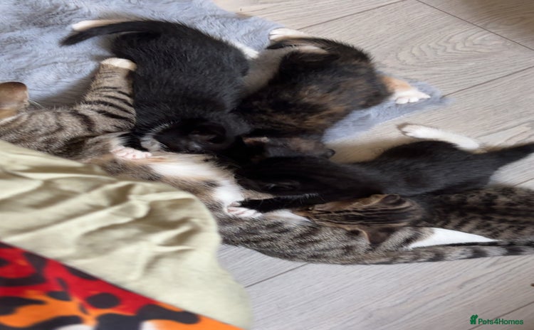 Domestic Shorthair cats - Advert 14