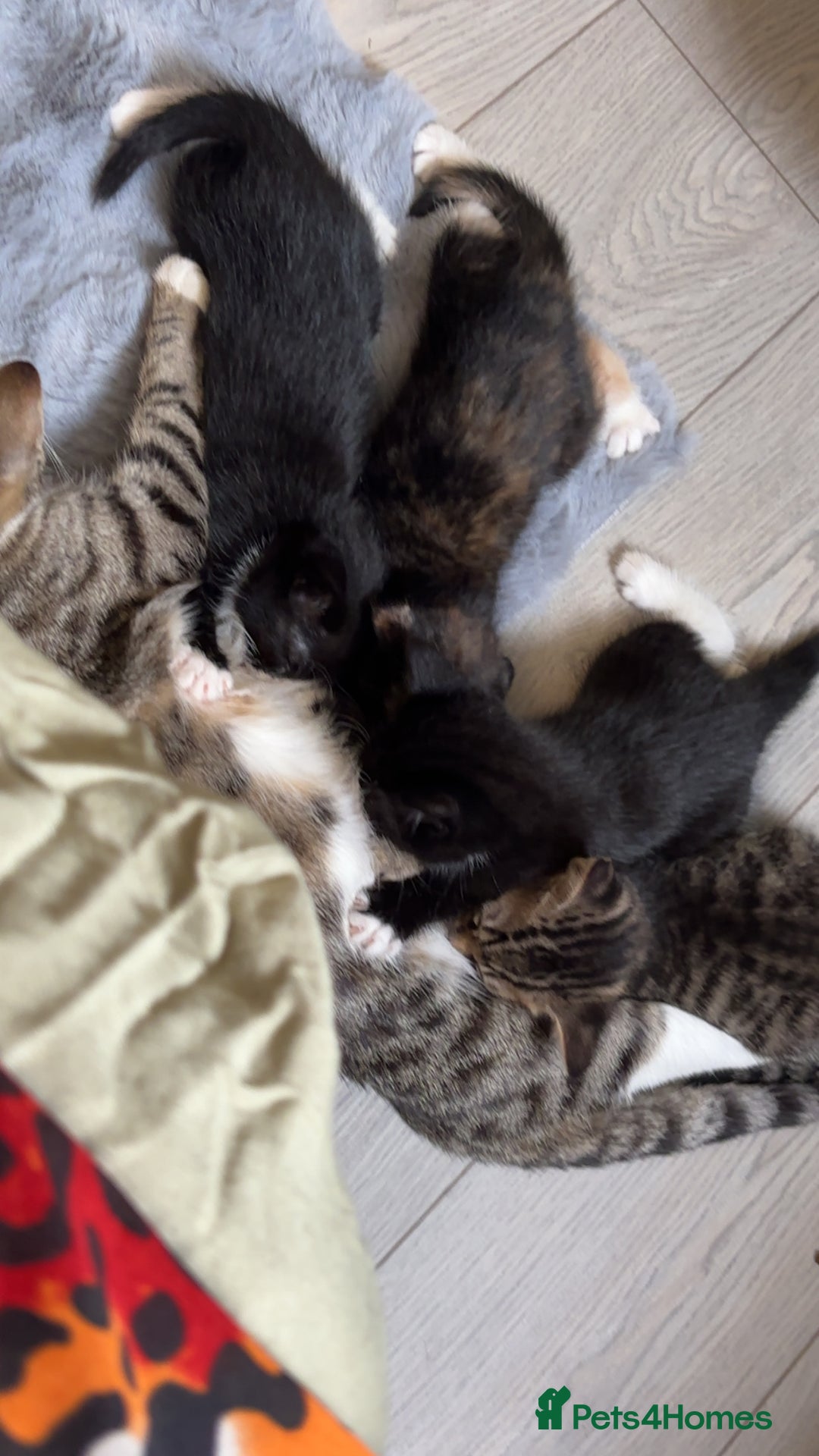 Domestic Shorthair cats for sale: Healthy 12-Week-Old Kittens — (Wormed, Ready Now!) - Image 1