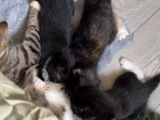 Domestic Shorthair cats for sale - Advert 1