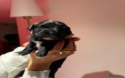 Portuguese Water Dog dogs for sale: Art Nouveau - Image 24