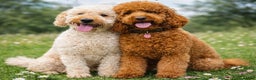 Labradoodle dogs for sale: Exceptional F1BB Labradoodle Puppies - Home Raised - Advert 1