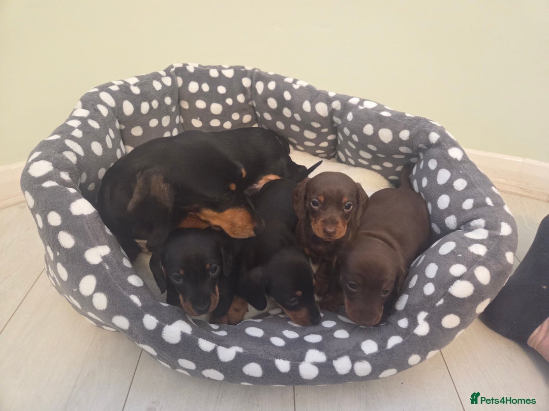 Miniature Dachshund dogs for sale: Daxie pups for sale - Advert 3