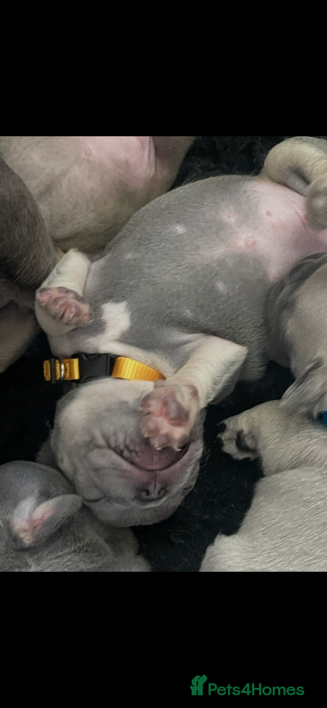 French Bulldog dogs for sale: French bulldog puppies - Image 10