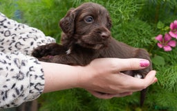 Cocker Spaniel dogs for sale: 4 male KC working cocker spaniel puppies - Image 17