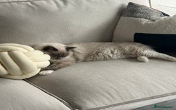 Ragdoll cats for sale: Beautiful Blue point mitted Ragdoll  - Advert 10