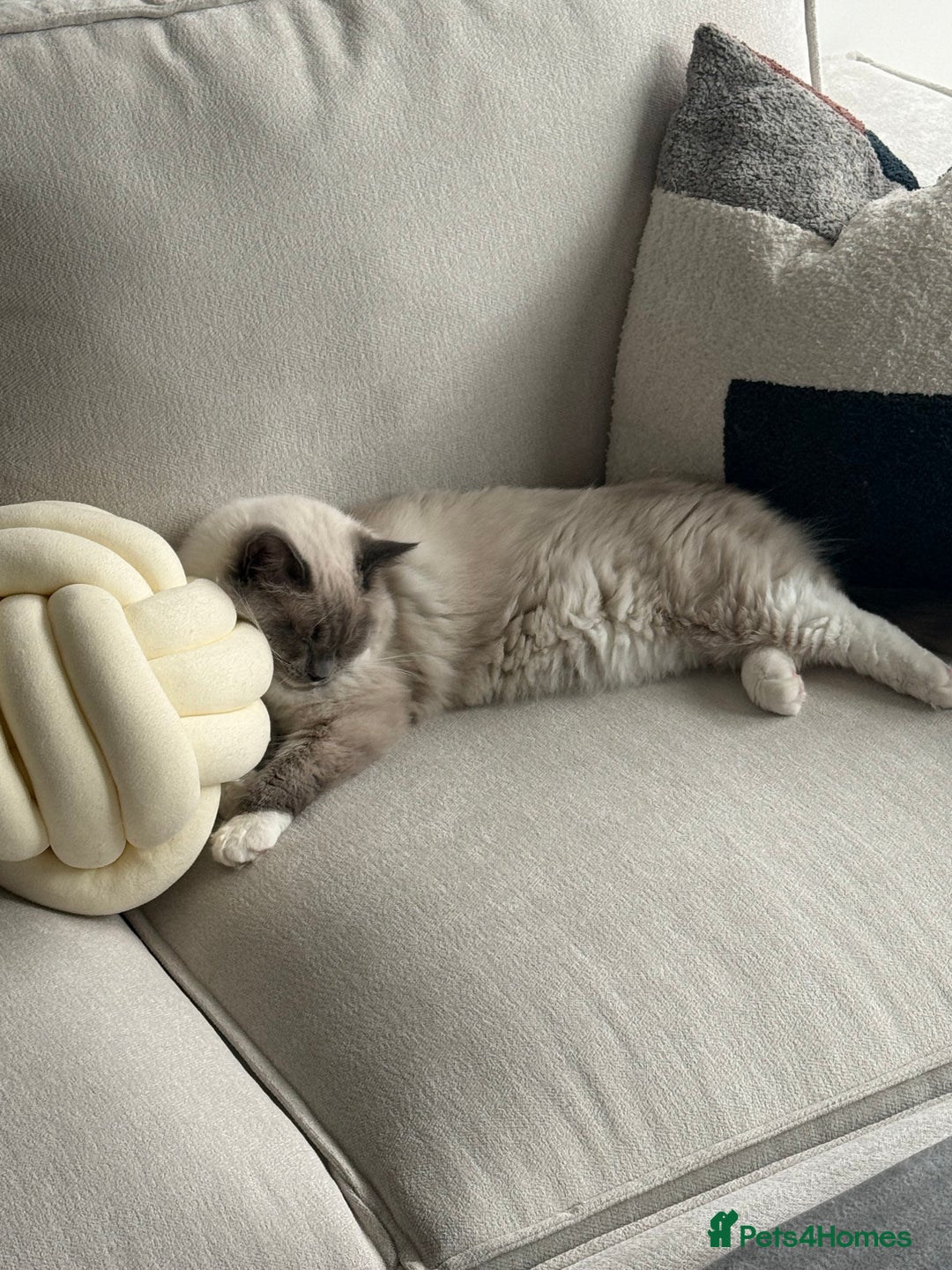 Ragdoll cats for sale: Beautiful Blue point mitted Ragdoll  - Advert 10