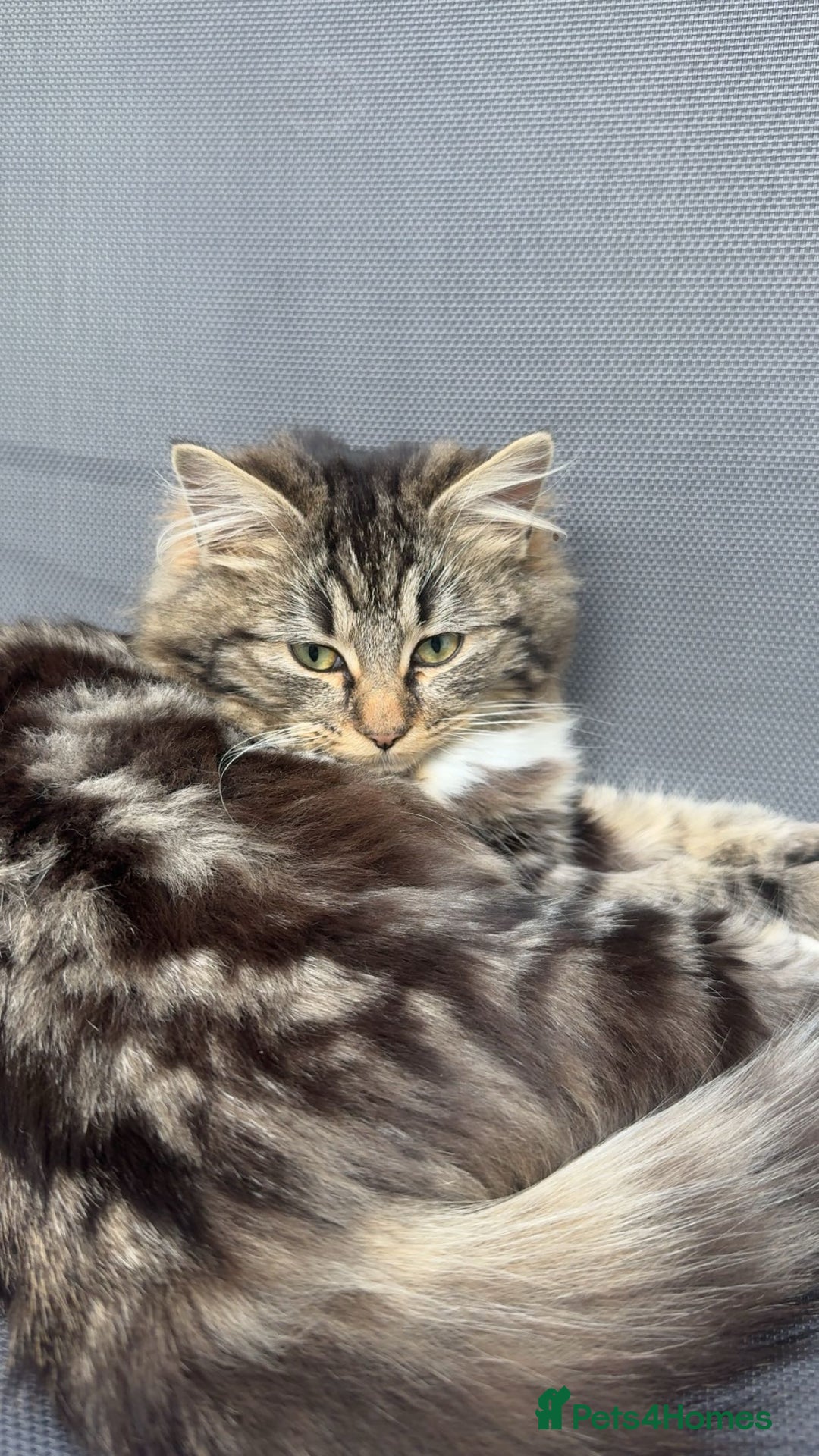 Mixed Breed cats for sale: Ragdoll and Russian blue kittens  - Advert 3