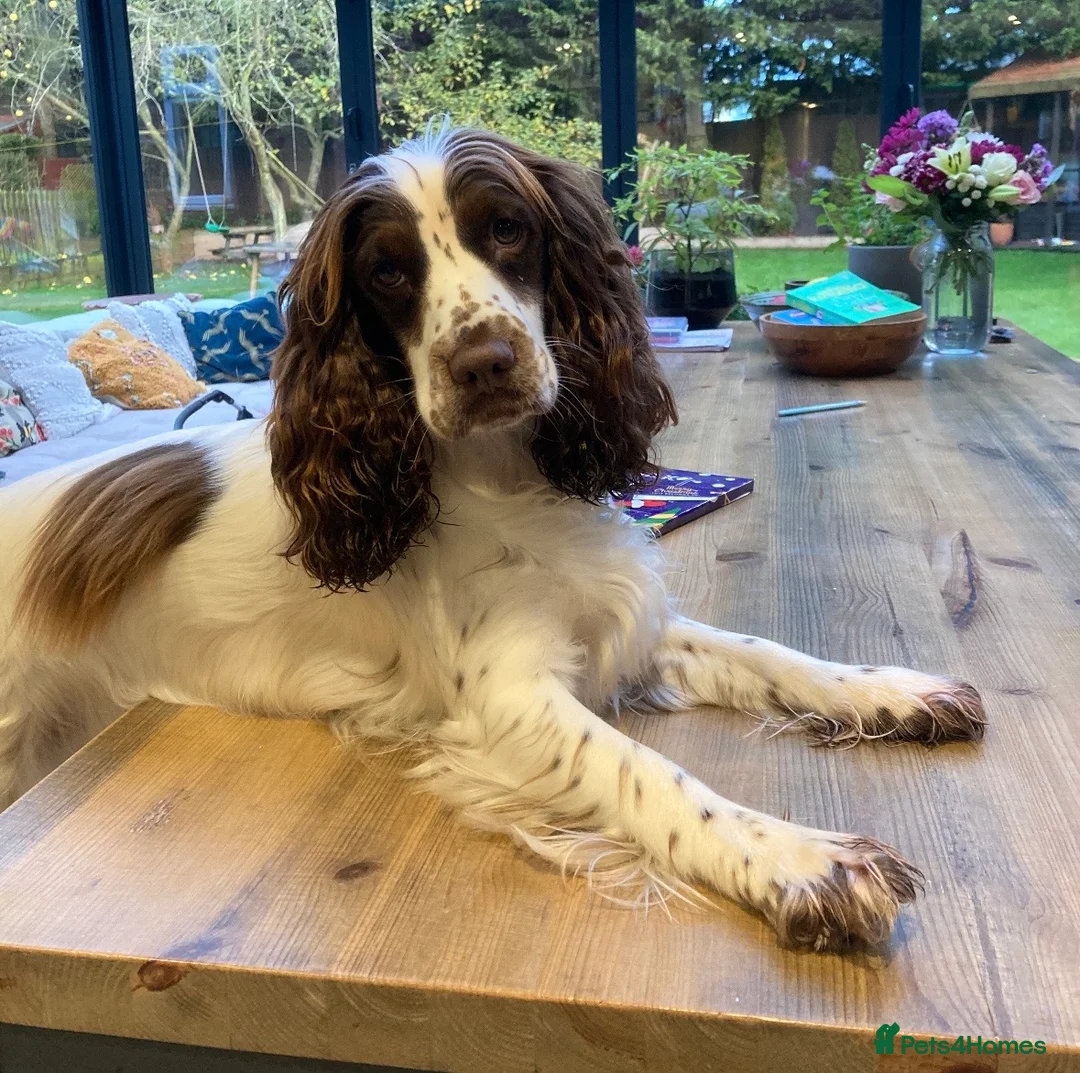 Sprocker dogs for sale: Chocolate and white Sprocker Puppies - Advert 2