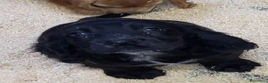 Cocker Spaniel 1