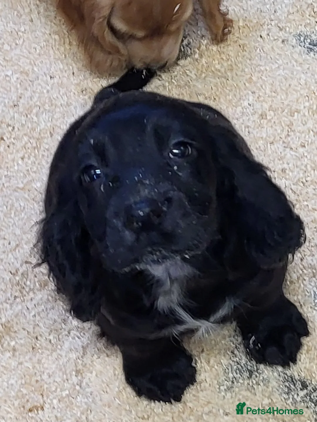 Cocker Spaniel dogs for sale: Cocker Spaniel puppies  - Advert 3