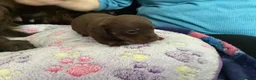 Dachshund dogs for sale: Chocolate and tan dachshunds - Advert 2