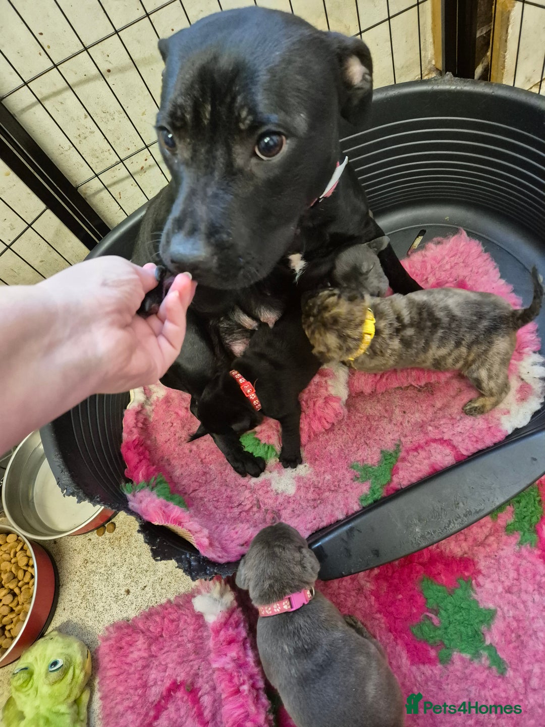 Mixed Breed dogs for sale: Tiny little happy accidents  - Advert 1