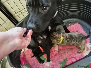 Mixed Breed dogs Tiny little happy accidents - Advert 1