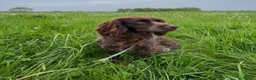 Cocker Spaniel dogs for sale: RkC Working Cocker Spaniel Puppies  - Advert 15