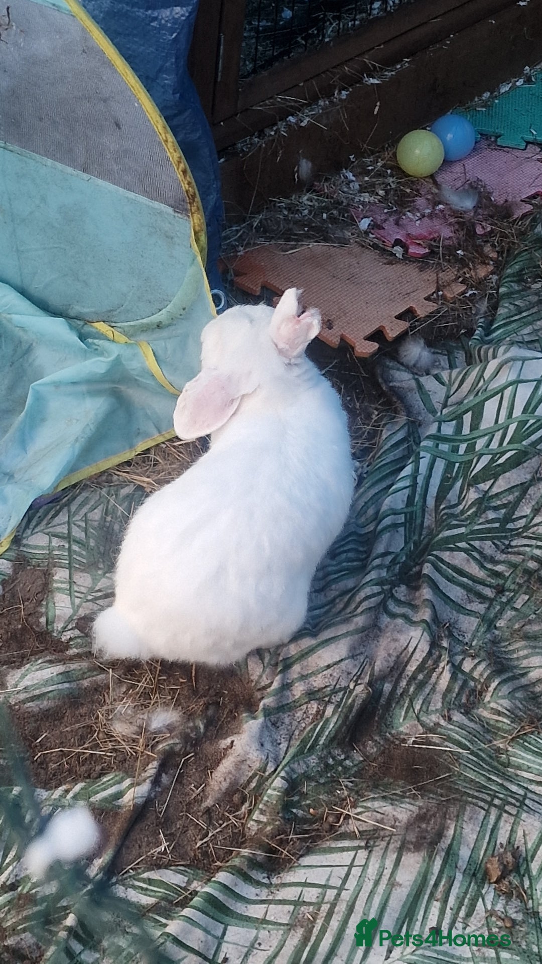 Mixed Breed rabbits for sale: Lucky  - Image 1