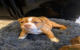 Olde English Bulldogge dogs for sale: READY NEXT WEEK! - OEB Puppies NEBBR ✅ 3rd Gen - Image 4