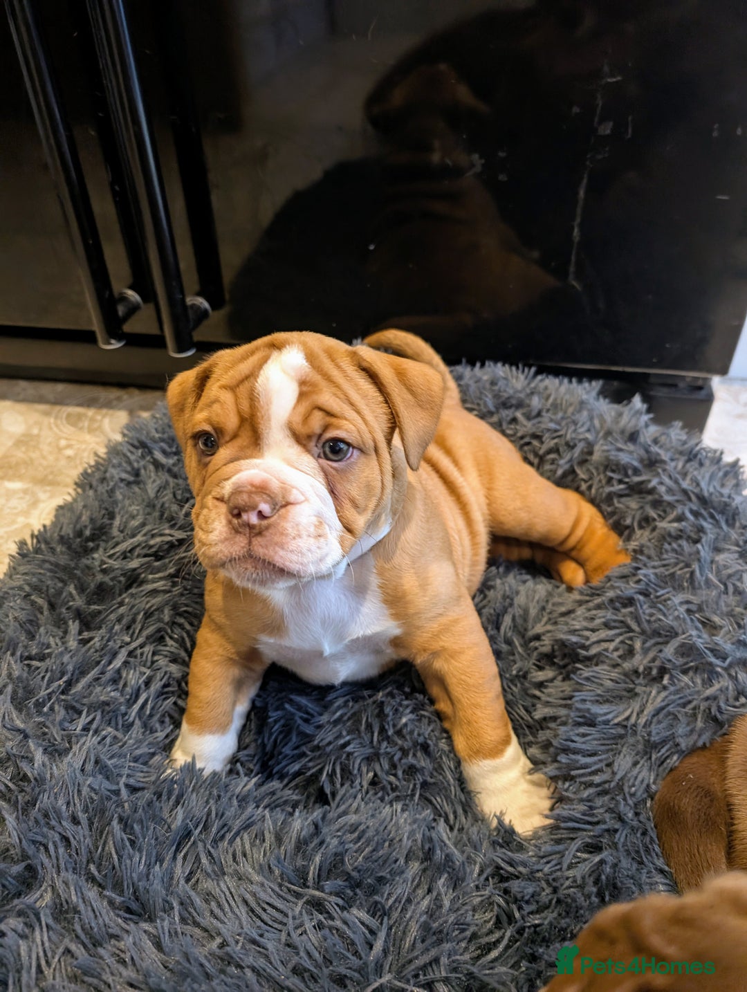 Olde English Bulldogge dogs for sale: READY NEXT WEEK! - OEB Puppies NEBBR ✅ 3rd Gen - Image 4