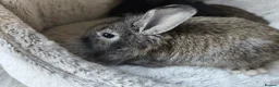 Mini Lop rabbits for sale: Ready 31st July  - Advert 5