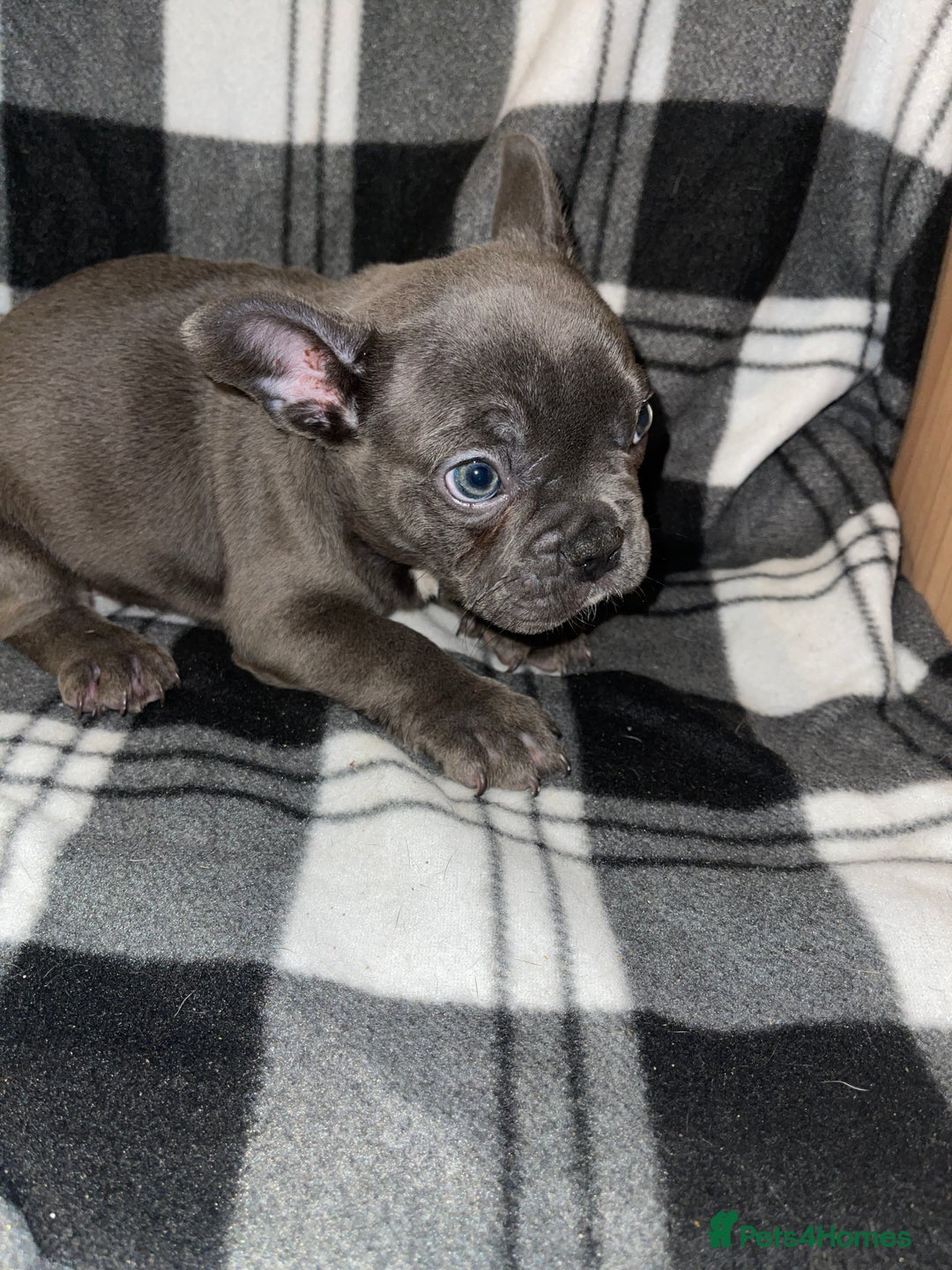 French Bulldog dogs for sale: Beautiful French bull dog puppies  - Advert 14