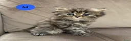 Persian cats for sale: Beautiful fluffy Persian kittens, PKD clear - Advert 9