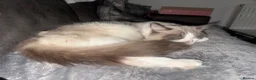 Ragdoll cats for sale: Beautiful ragdoll female  - Advert 13
