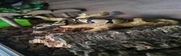 Python Snake reptiles for sale: Pastel royal python  - Advert 3