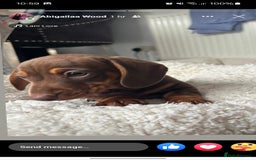Dachshund dogs for stud: For stud! KC registered miniature dachshund  in Bristol - Image 10