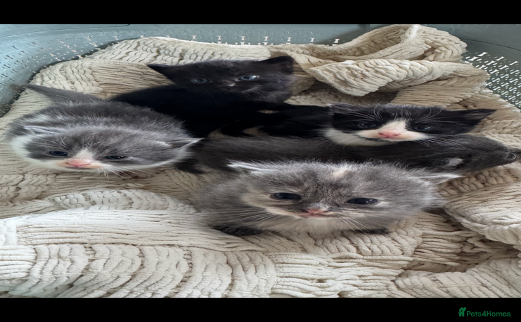 Mixed Breed cats - Advert 2