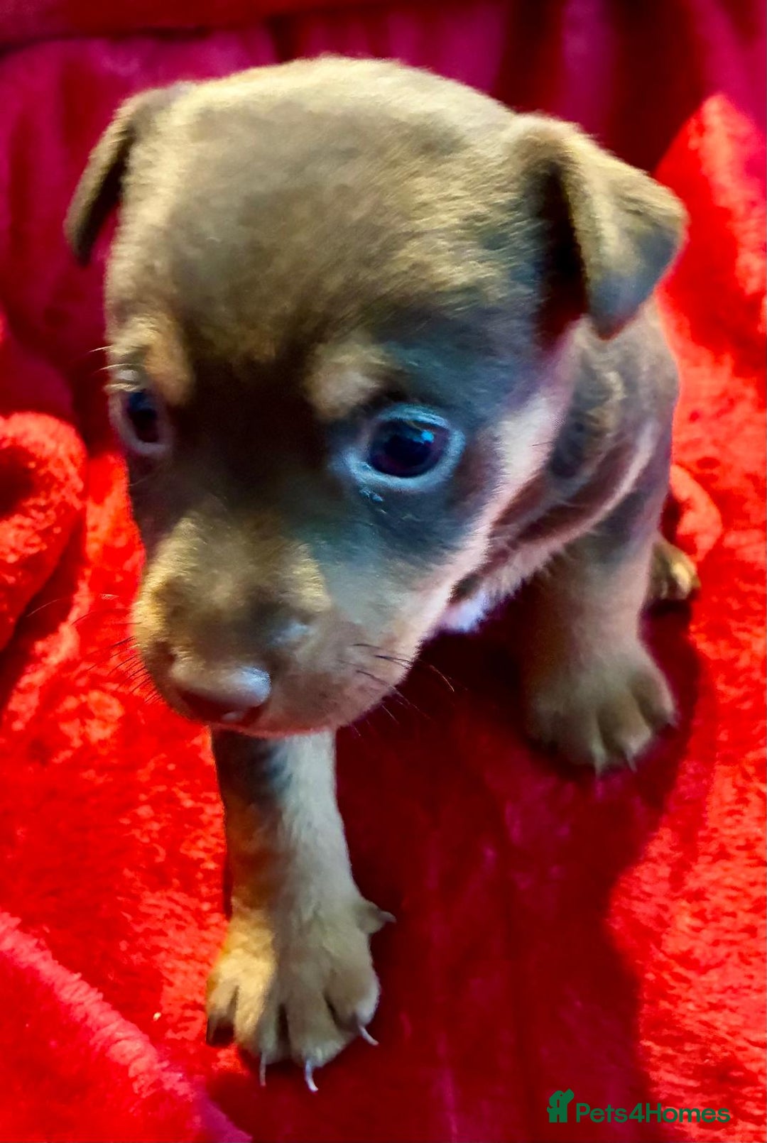 Jack Russell dogs for sale: Miniature Jack Russel Pups for sale - Advert 27