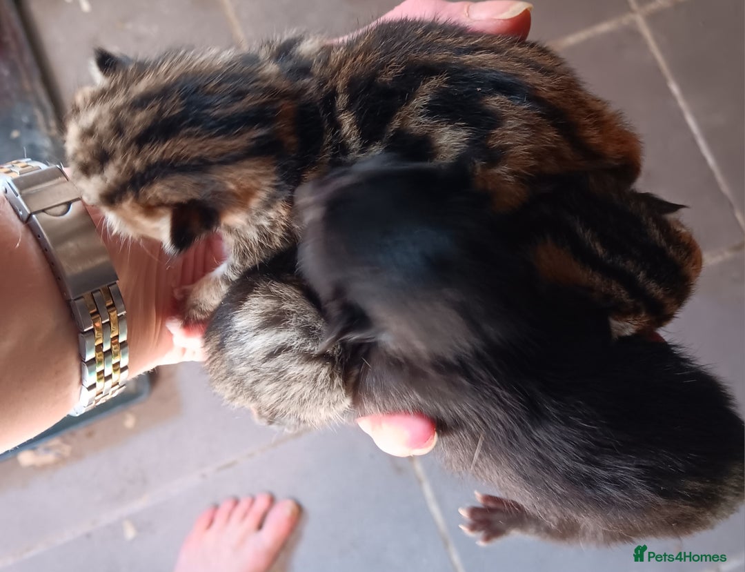 Mixed Breed cats for sale: Stunning kittens for sale  - Image 15