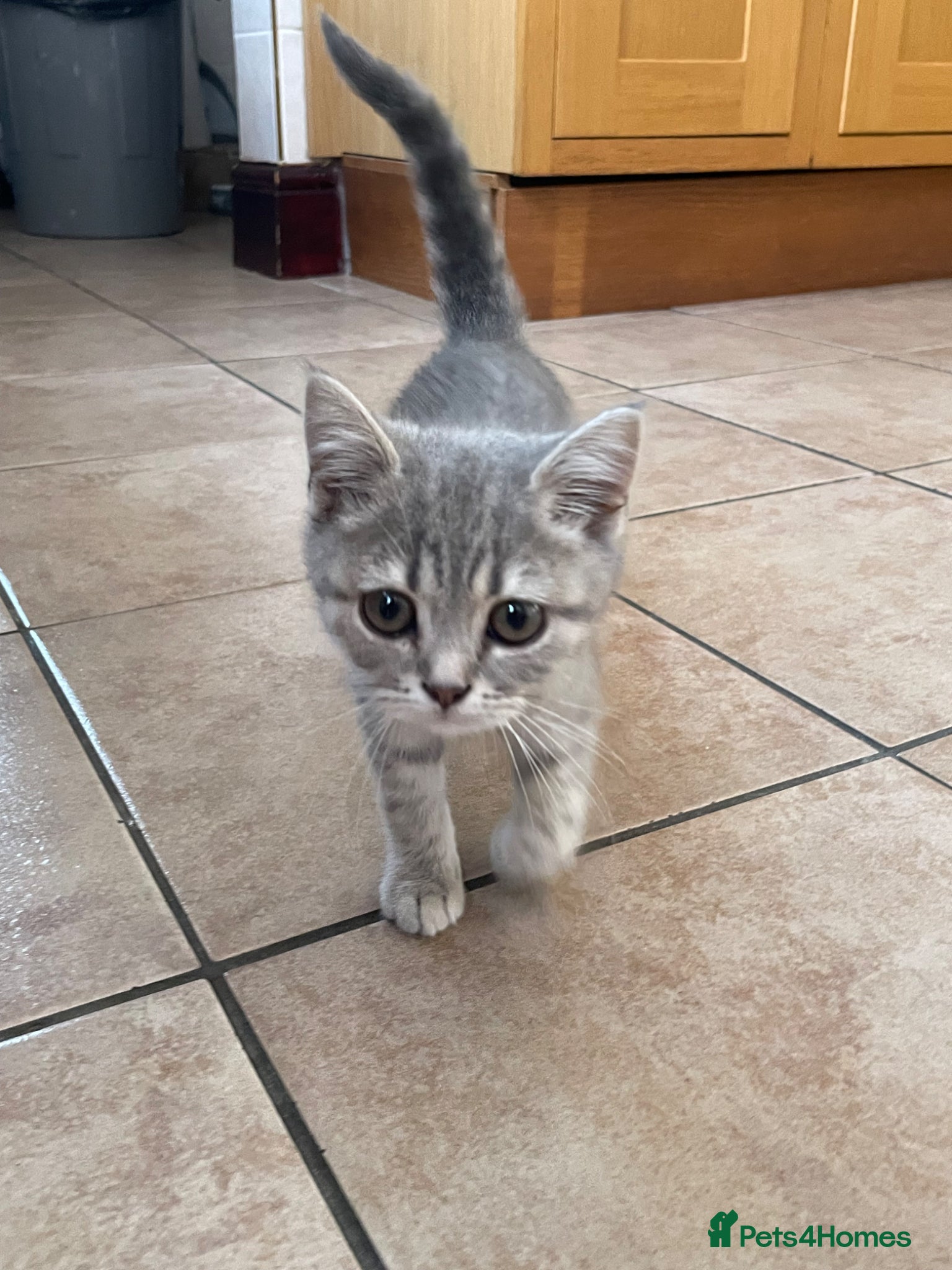 British Shorthair cats for sale: Grey stripe British short hair kitten - Advert 2