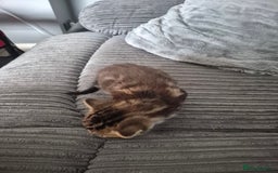 Mixed Breed cats for sale: Tabby kittens for sale - Image 6