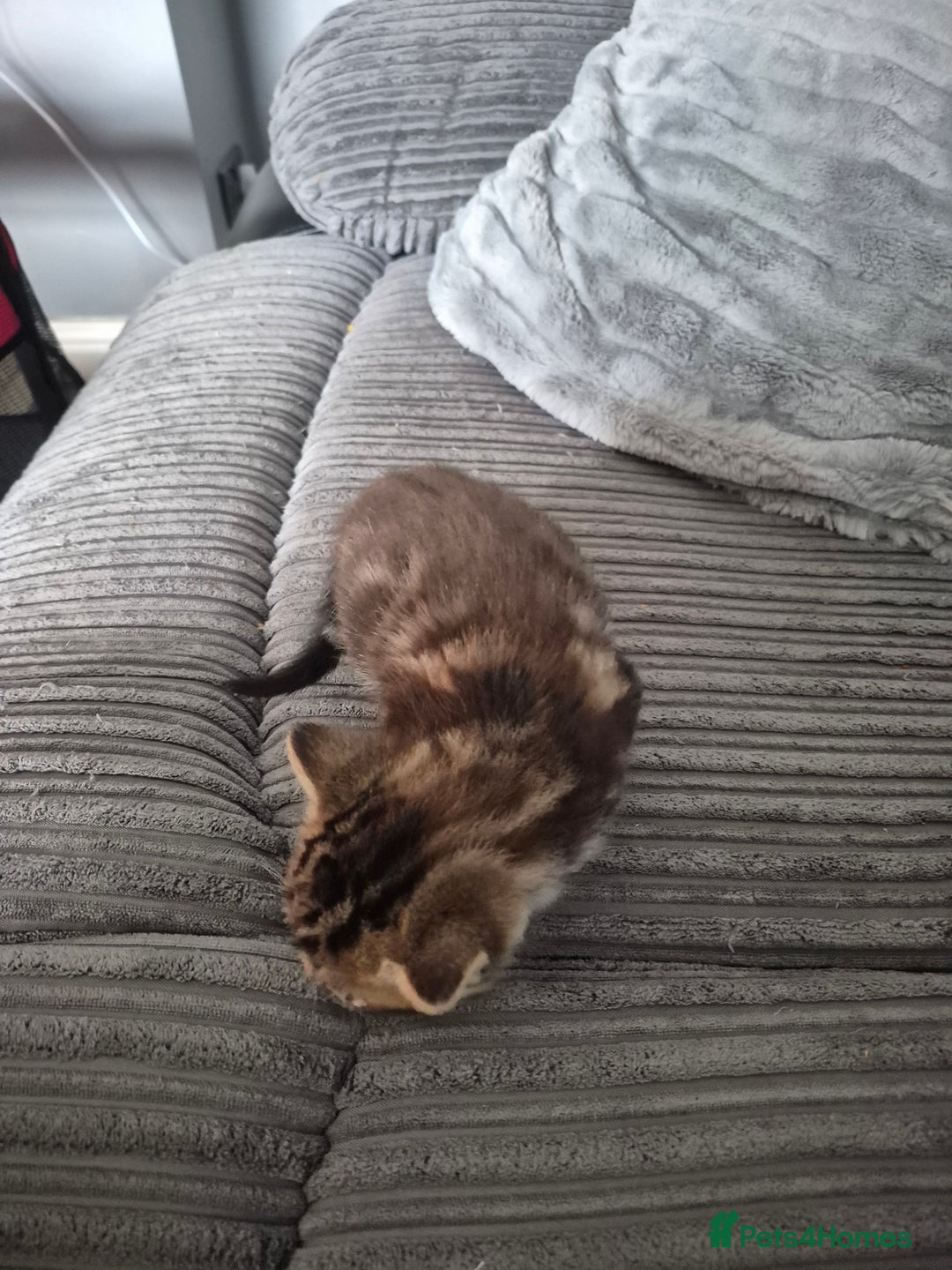 Mixed Breed cats for sale: Tabby kittens for sale - Image 6