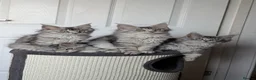 Maine Coon cats for sale: Maine coon kittens ready to leave now - Advert 16