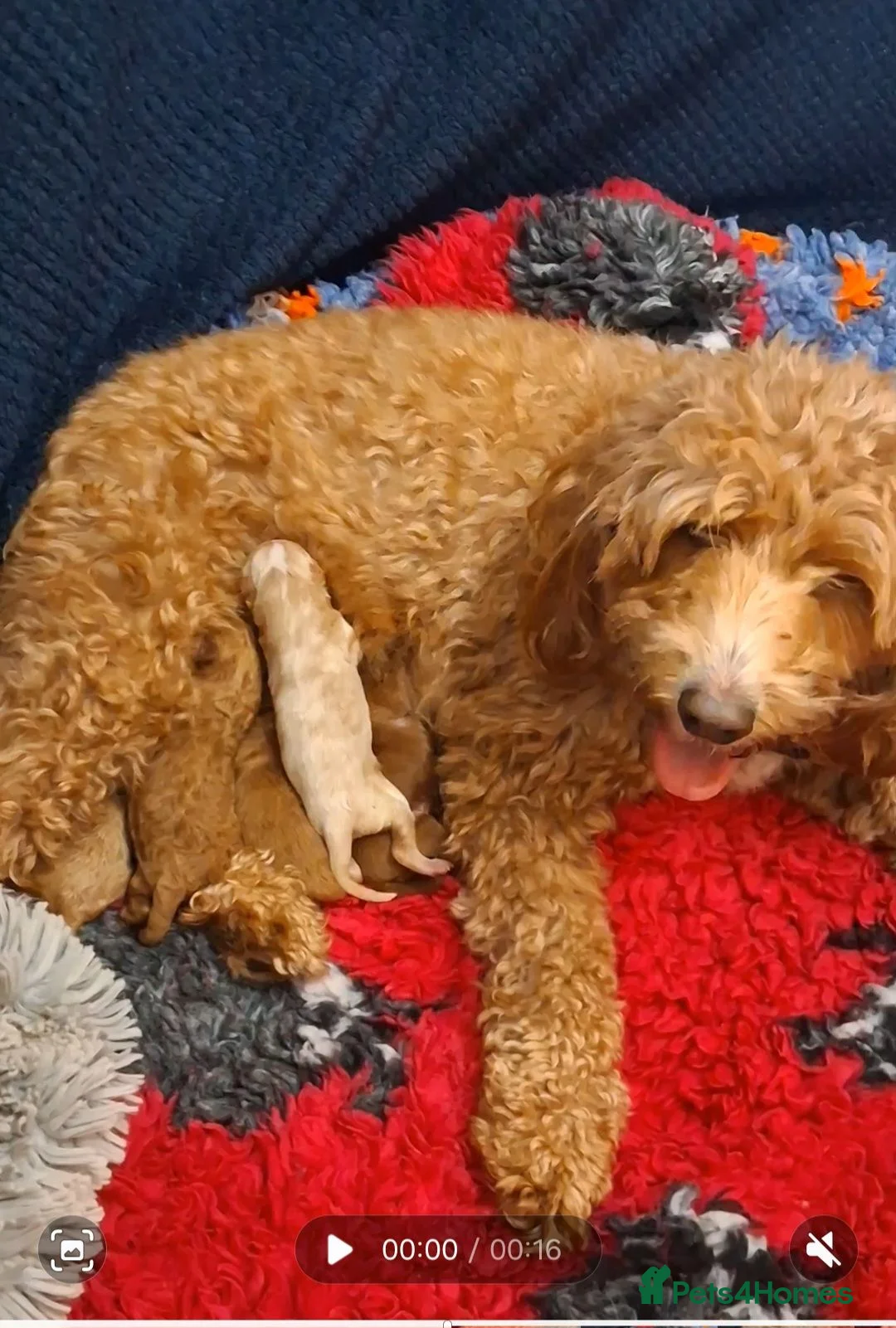 Labradoodle dogs for sale: F1B Miniature Labradoodle pups - Advert 1