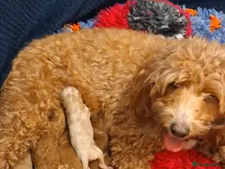 Labradoodle dogs F1B Miniature Labradoodle pups - Advert 1
