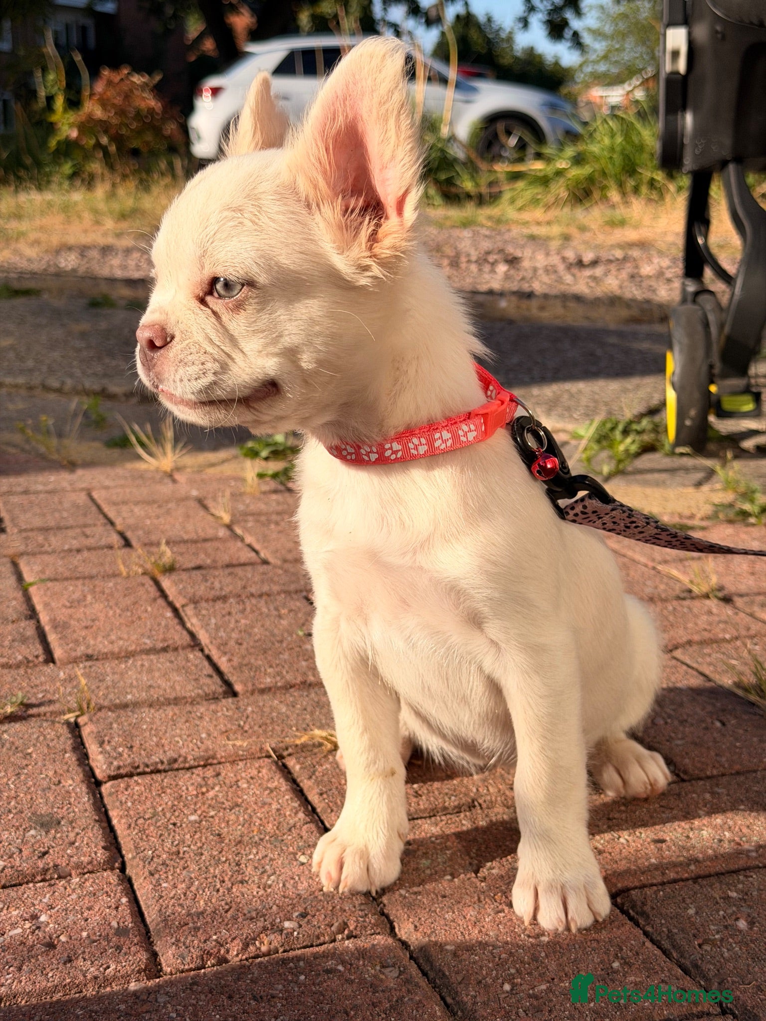 French Bulldog dogs Reduced fluffy frenches both injections done - Advert 2