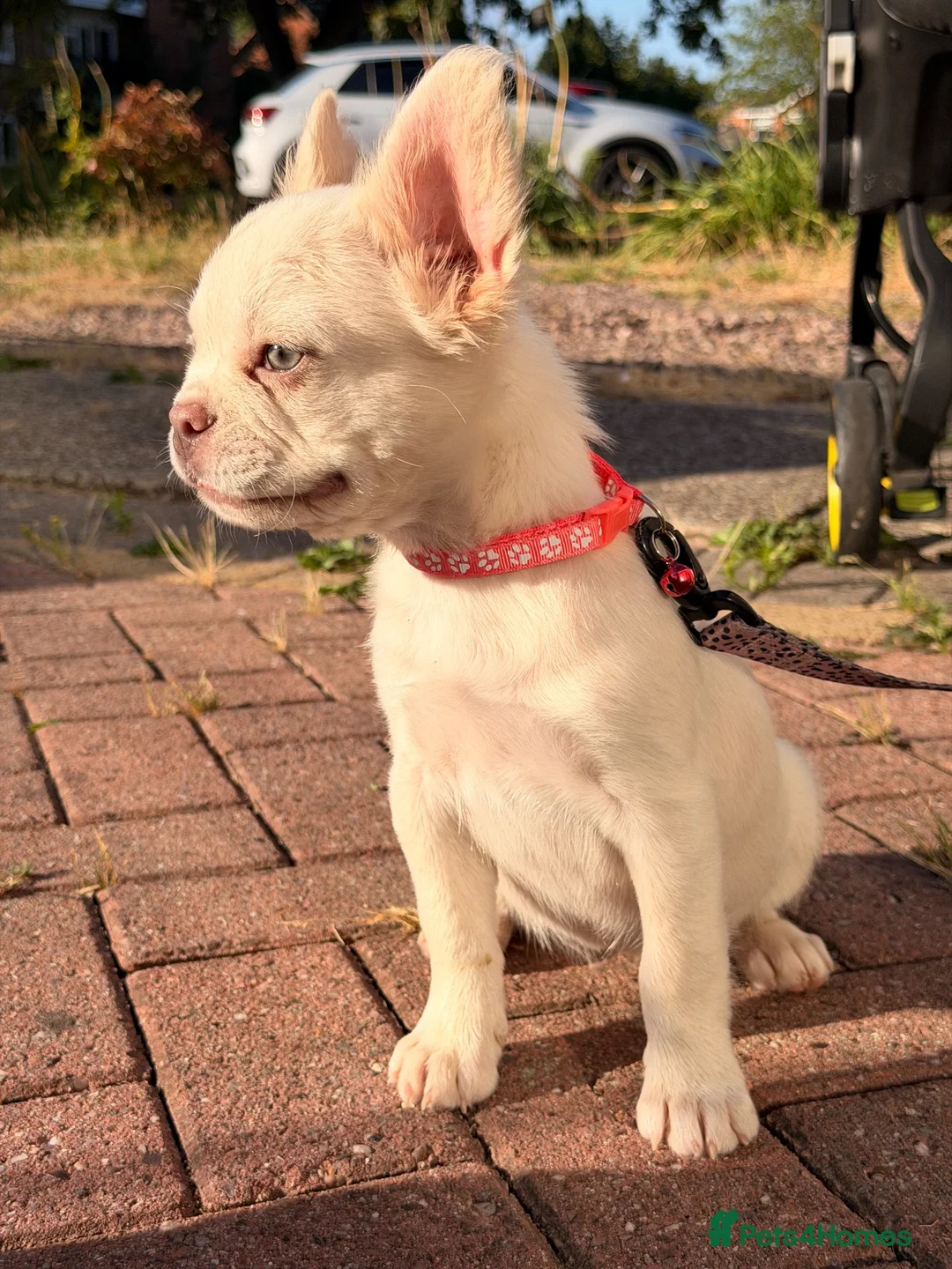 French Bulldog dogs for sale: 1 platinum girl green eyes left - Advert 2