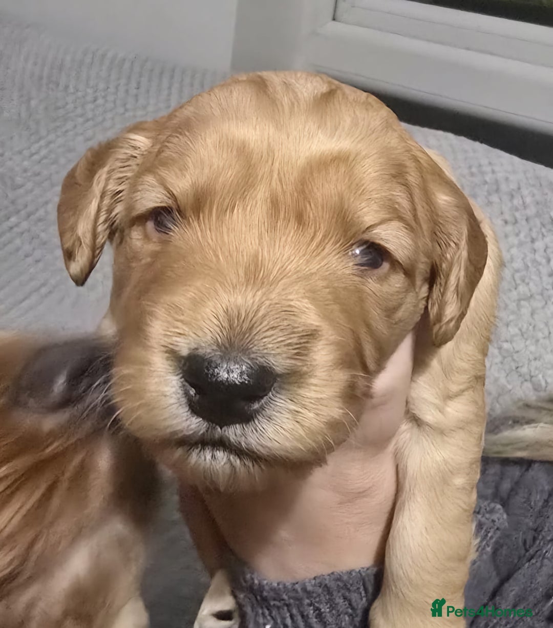 Cockapoo dogs for sale: Cockapoo pups for sale  - Advert 8